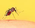 Febbre dengue: sintomi, contagio e cura