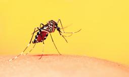 Febbre dengue: sintomi, contagio e cura