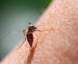 Malaria: trasmissione, sintomi e cura