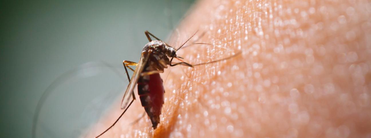 Malaria: trasmissione, sintomi e cura