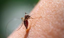 Malaria: trasmissione, sintomi e cura