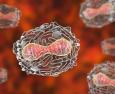 Mollusco Contagioso: che cos'è?