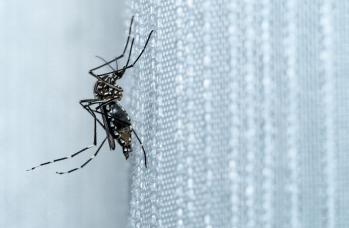 West-Nile virus: sintomi e trasmissione