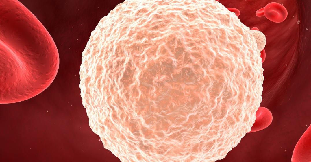 Globuli bianchi: quali sono i valori standard