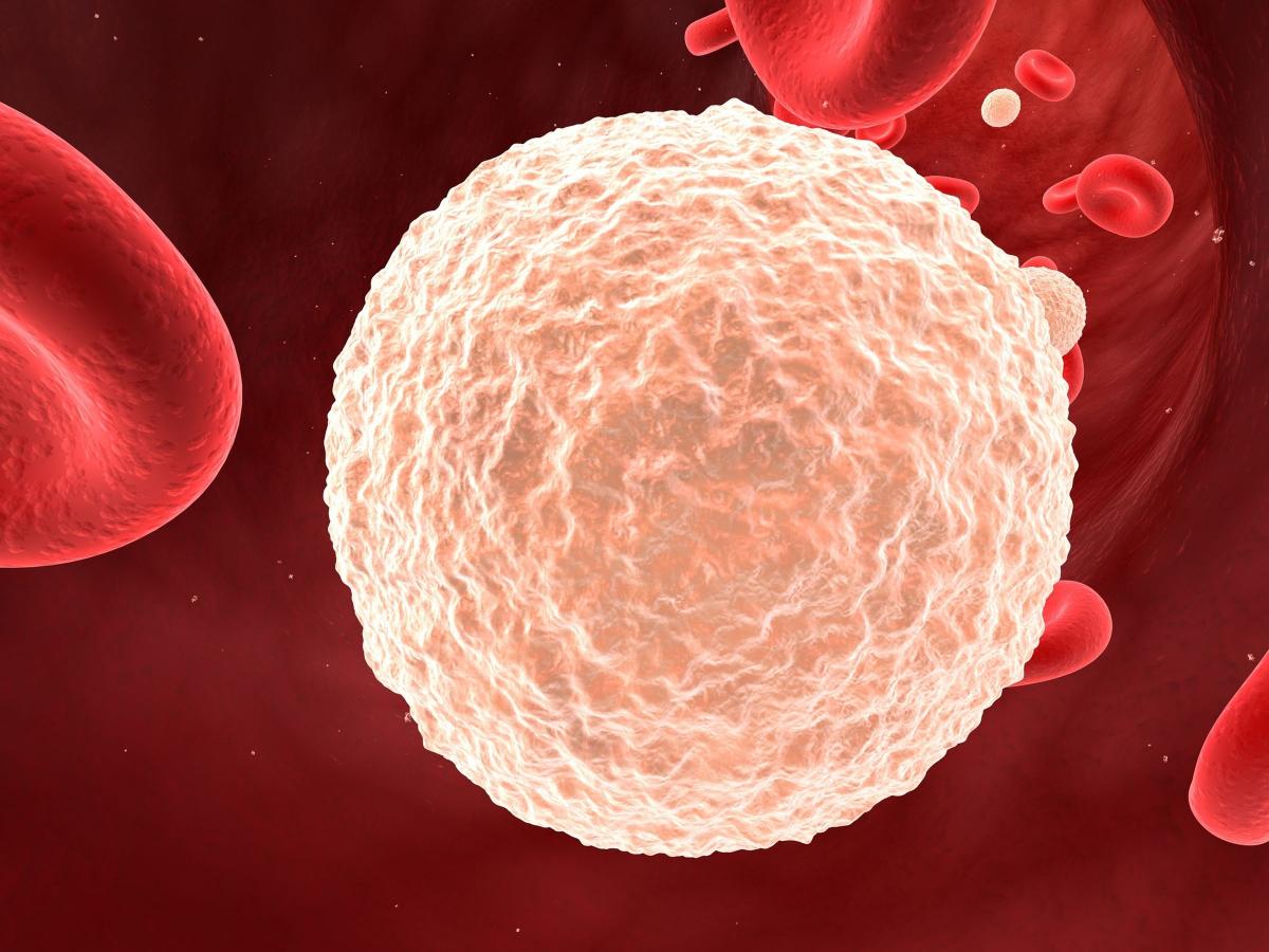4 лейкоцитоз. Клетки лейкоцитов. Лейкоциты в крови человека. Кровяные клетки лейкоциты. Белые клетки крови.