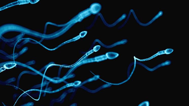 Spermiogramma: a che cosa serve l'analisi del liquido seminale