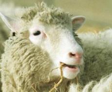 20 anni fa nasceva la pecora Dolly, il primo mammifero fotocopia