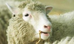 20 anni fa nasceva la pecora Dolly, il primo mammifero fotocopia