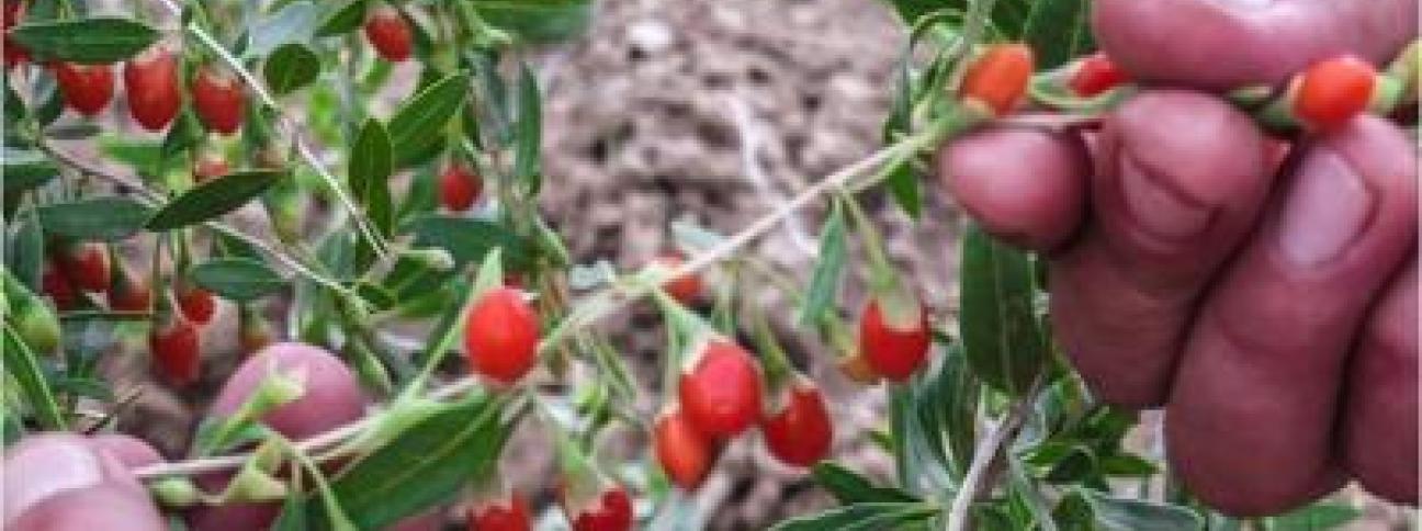 Meno latte più Goji, a colazione italiani scelgono superfood