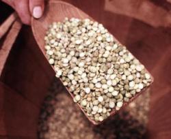 Una miniera di proteine e minerali. La rivincita dei legumi 'superfood'