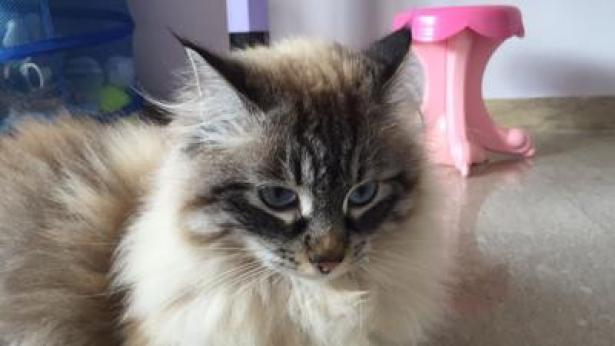 Benessere: più felici grazie al gatto, sul web piattaforma misura buonumore Benessere: più felici grazie al gatto, sul web piattaforma misura buonumore