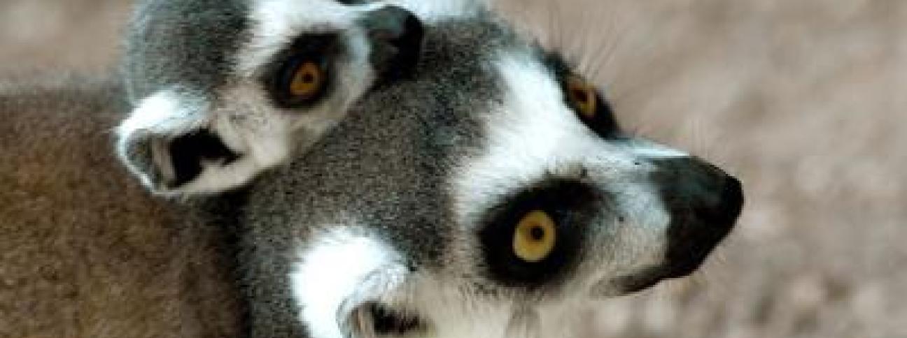 I lemuri, l'anello mancante nell'evoluzione del comportamento umano