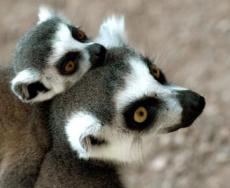 I lemuri, l'anello mancante nell'evoluzione del comportamento umano