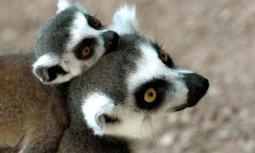 I lemuri, l'anello mancante nell'evoluzione del comportamento umano