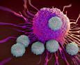 L’immunoterapia, un’arma per combattere il tumore al fegato