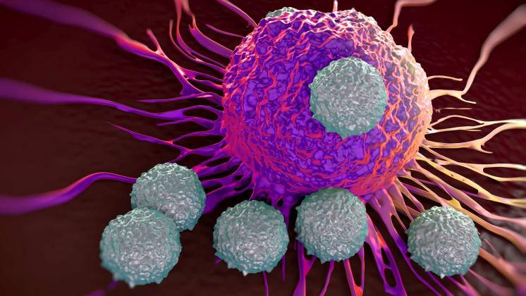 L’immunoterapia, un’arma per combattere il tumore al fegato