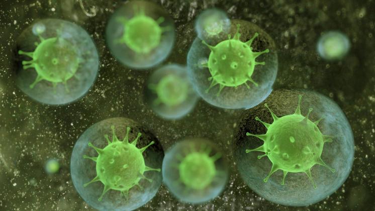 Le straordinarie strategie di difesa del sistema immunitario