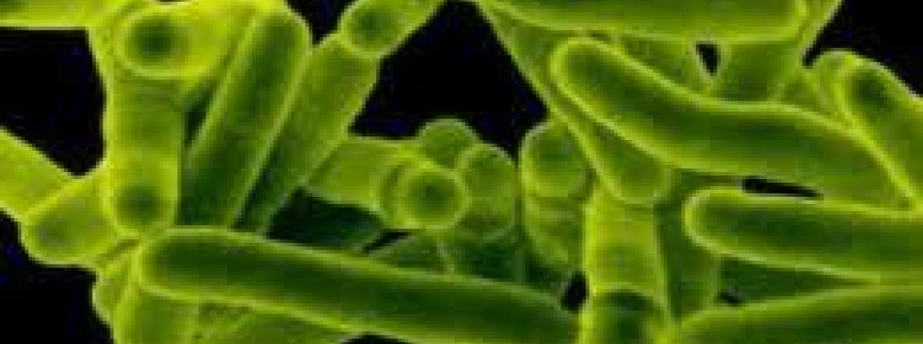 Medicina: in Usa primo caso batterio 'invincibile', resistente a tutti antibiotici