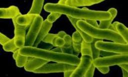 Medicina: in Usa primo caso batterio 'invincibile', resistente a tutti antibiotici