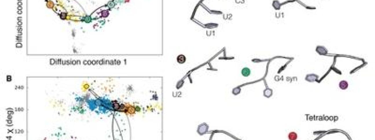 Ricerca: con tecnica cinema d'animazione filmata trasformazione Rna