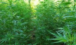 Uso medico della Cannabis è diverso dalla legalizzazione