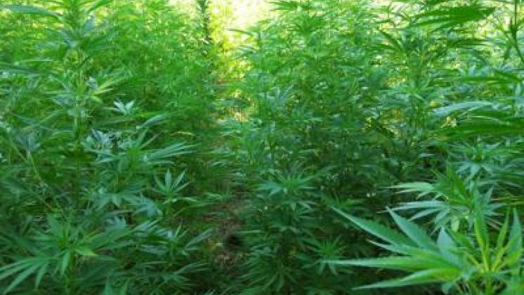 Uso medico della Cannabis è diverso dalla legalizzazione