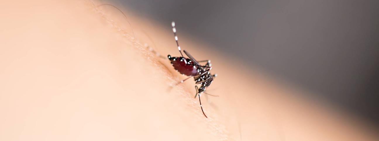 Virus Zika, che cos'è e che rischio corriamo in Europa