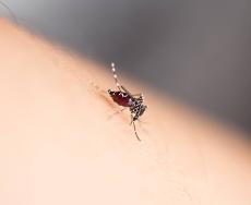 Virus Zika, che cos'è e che rischio corriamo in Europa