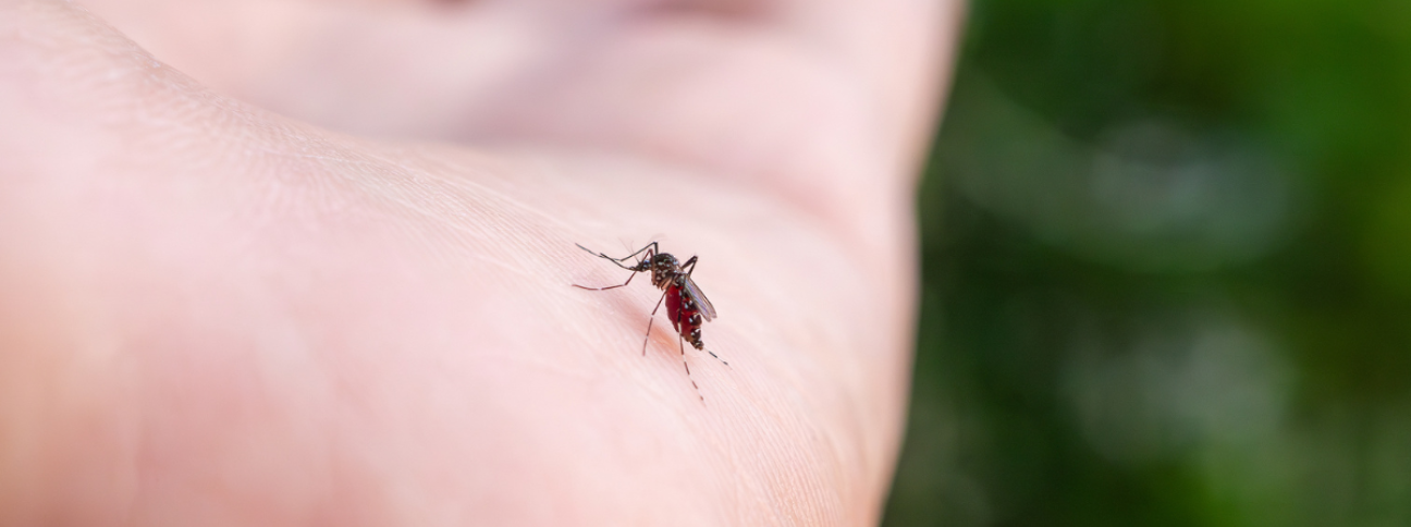 Zika: Brasile, tracce del virus anche nella zanzara comune Culex Zika: Brasile, tracce del virus anche nella zanzara comune Culex