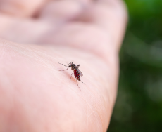 Zika: Brasile, tracce del virus anche nella zanzara comune Culex Zika: Brasile, tracce del virus anche nella zanzara comune Culex