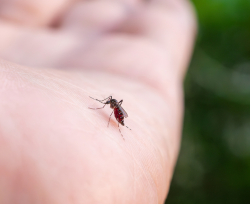 Zika: Brasile, tracce del virus anche nella zanzara comune Culex