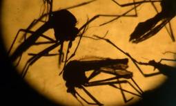 Zika: Brasile, tracce del virus anche nella zanzara comune Culex
