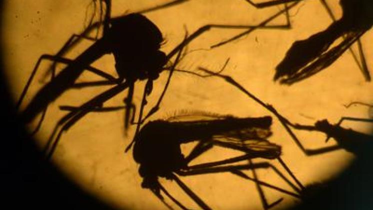 Zika: Brasile, tracce del virus anche nella zanzara comune Culex
