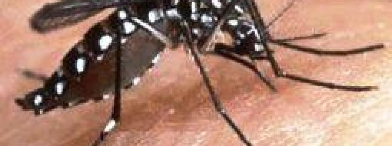 Zika: entomologi Sapienza, agire su zanzara tigre per ridurre rischi in Italia