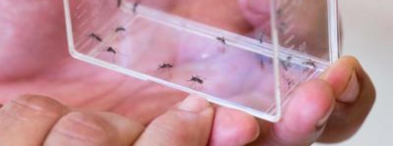 Zika: Oms, rischio 'molto basso' diffusione globale con Olimpiadi
