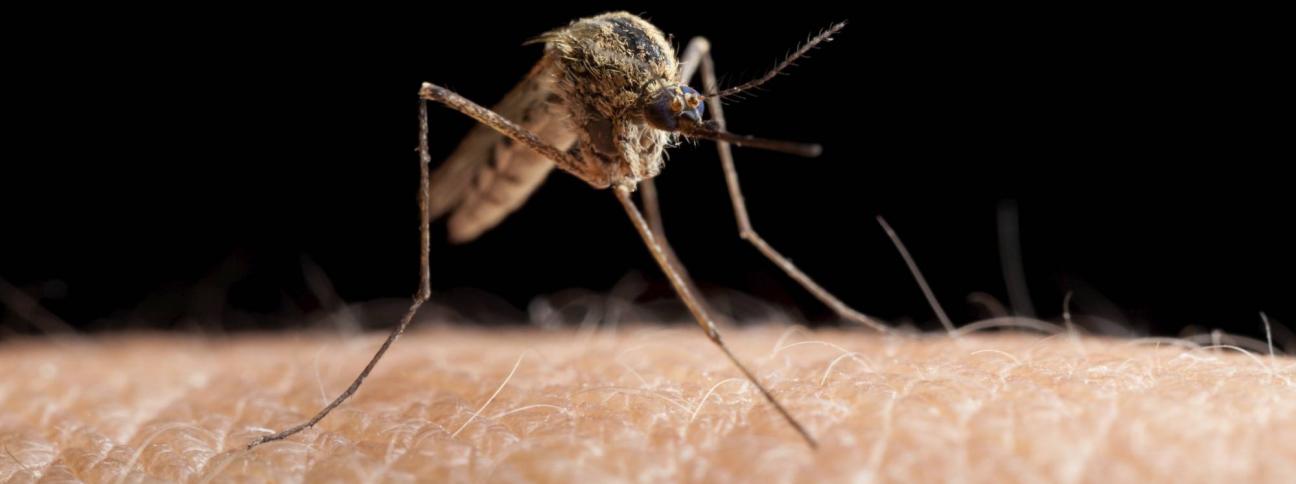 Zika preoccupa sempre di più: primo caso in Emilia Romagna