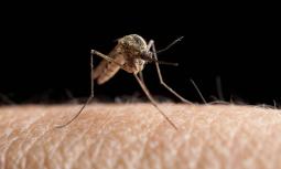 Zika preoccupa sempre di più: primo caso in Emilia Romagna
