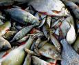 Acquacoltura e inquinamento: un rischio per la qualità del pesce