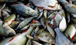 Acquacoltura e inquinamento: un rischio per la qualità del pesce
