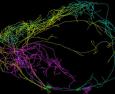 Un gigantesco neurone all’origine della coscienza