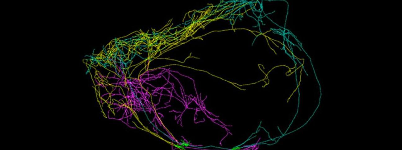 Un gigantesco neurone all’origine della coscienza