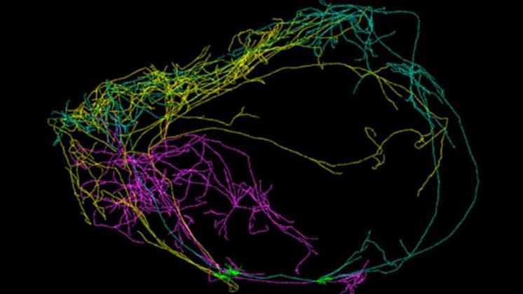 Un gigantesco neurone all’origine della coscienza