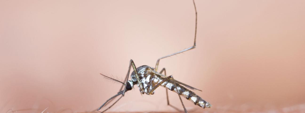 Zanzare, gli insetti più detestati dagli italiani